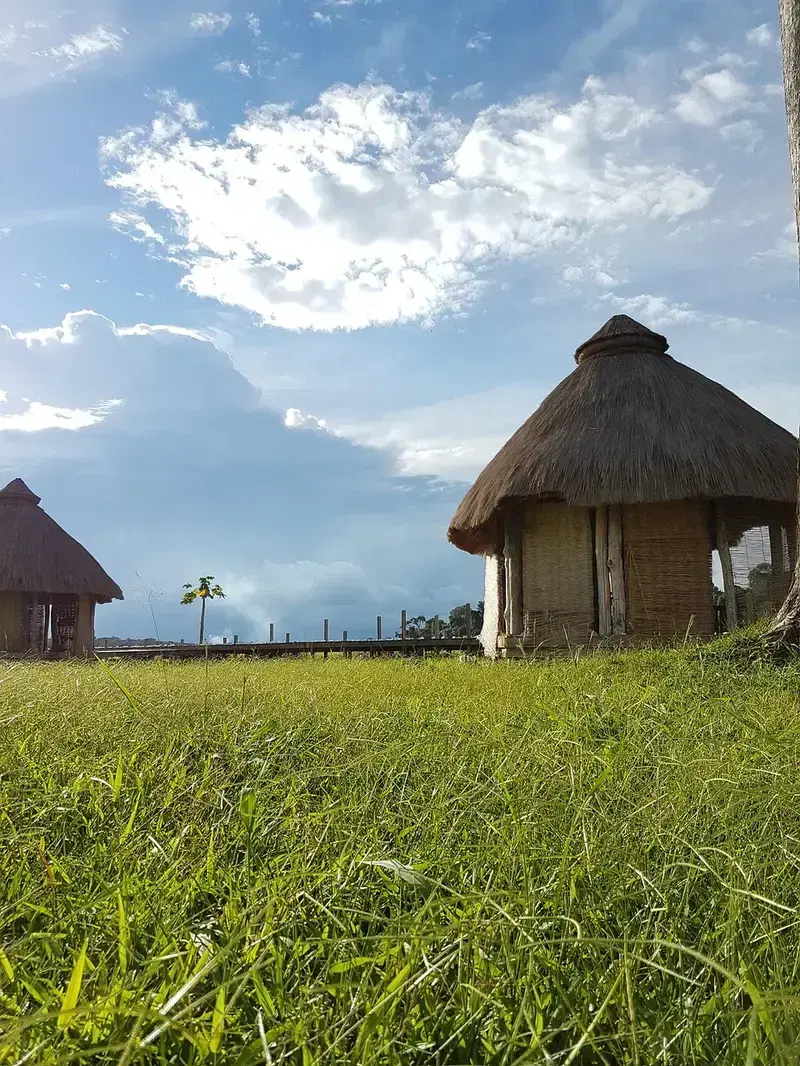 vetiver and sustainability how this remarkable grass