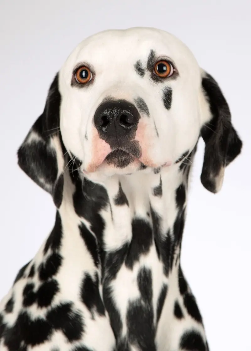 vetiver oil for dogs and pets safety benefits and