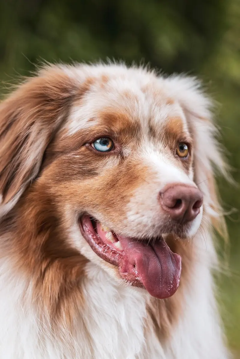 vetiver oil for dogs and pets safety benefits and