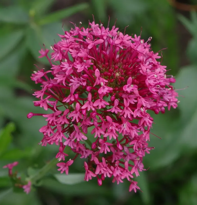 vetiver vs valerian for sleep natural sedatives compared