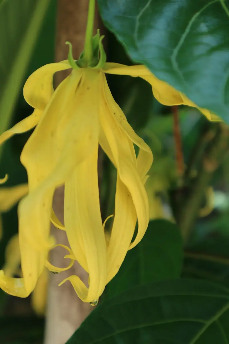 vetiver vs ylang ylang for stress relief two approaches to